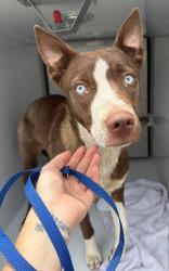 Found/Stray Unknown Dog last seen Located at Rockdale County Animal Service, 1506 Rockbridge Road, Conyers, GA 30012, Conyers, GA 30012