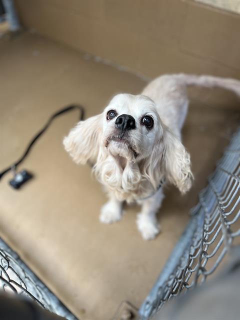 Shelter Stray Male Dog last seen E 4TH ST, Chula Vista, CA 91911