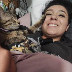 Reunited Male Cat last seen Bowman and spring breeze, Round Rock, TX 78664