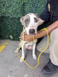 Shelter Stray Female Dog last seen El Paso, TX 79902, Fort Bliss, TX 79906
