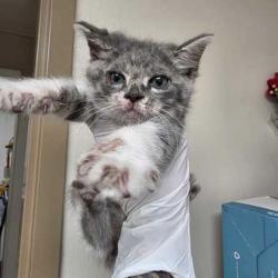 Shelter Stray Male Cat last seen Bryan, TX 77802, Bryan, TX 77807