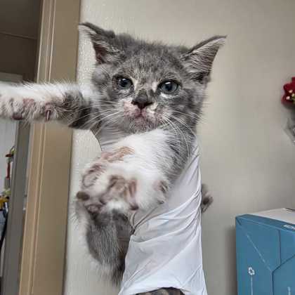 Shelter Stray Male Cat last seen Bryan, TX 77802, Bryan, TX 77807