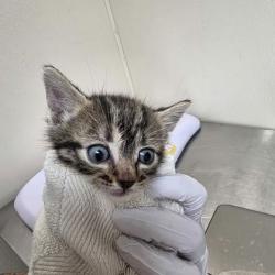Shelter Stray Male Cat last seen Brazos County, TX , Bryan, TX 77807