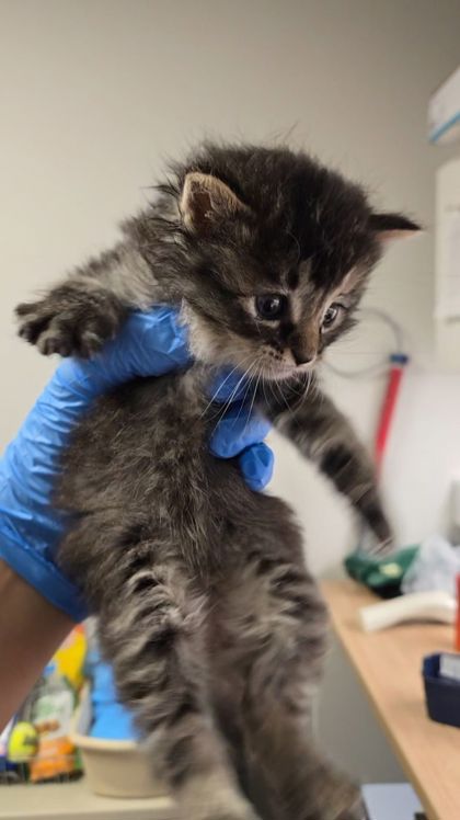 Shelter Stray Female Cat last seen N Madsen Ave & E Belmont Ave, Sanger Zone Fresno CO 4 93657, CA, Fresno, CA 93706