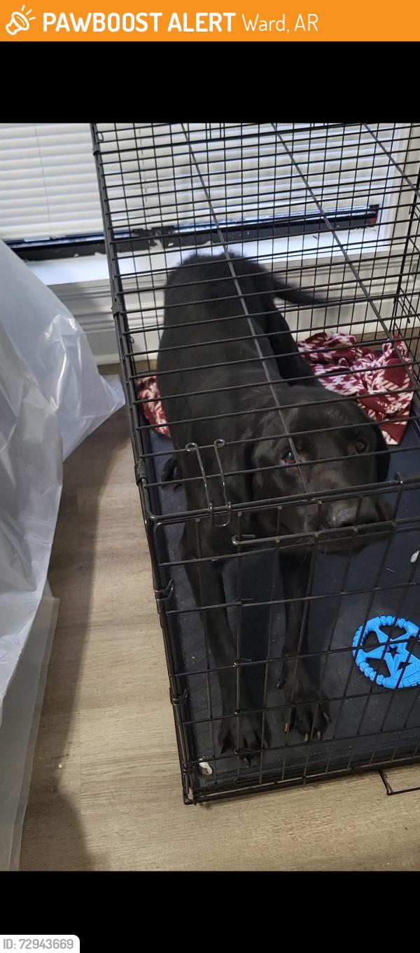 Found/Stray Male Dog last seen Off AR 321, Ward, AR 72176