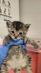 Shelter Stray Female Cat last seen N Madsen Ave & E Belmont Ave, Sanger Zone Fresno CO 4 93657, CA, Fresno, CA 93706
