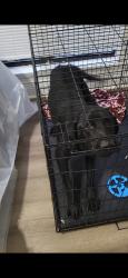 Found/Stray Male Dog last seen Off AR 321, Ward, AR 72176
