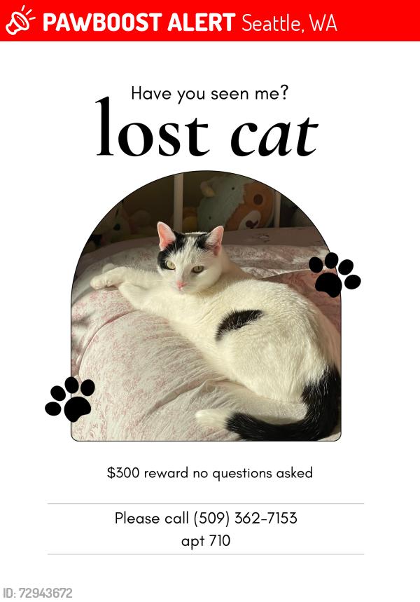 Lost Female Cat last seen bellevue and pine , Seattle, WA 98122