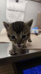 Shelter Stray Female Cat last seen N Madsen Ave & E Belmont Ave, Sanger Zone Fresno CO 4 93657, CA, Fresno, CA 93706