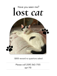 Lost Female Cat last seen bellevue and pine , Seattle, WA 98122