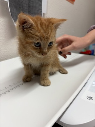 Shelter Stray Male Cat last seen Near TRIMMER WAY, SACRAMENTO, CA 95828, Sacramento County, CA, Sacramento, CA 95828