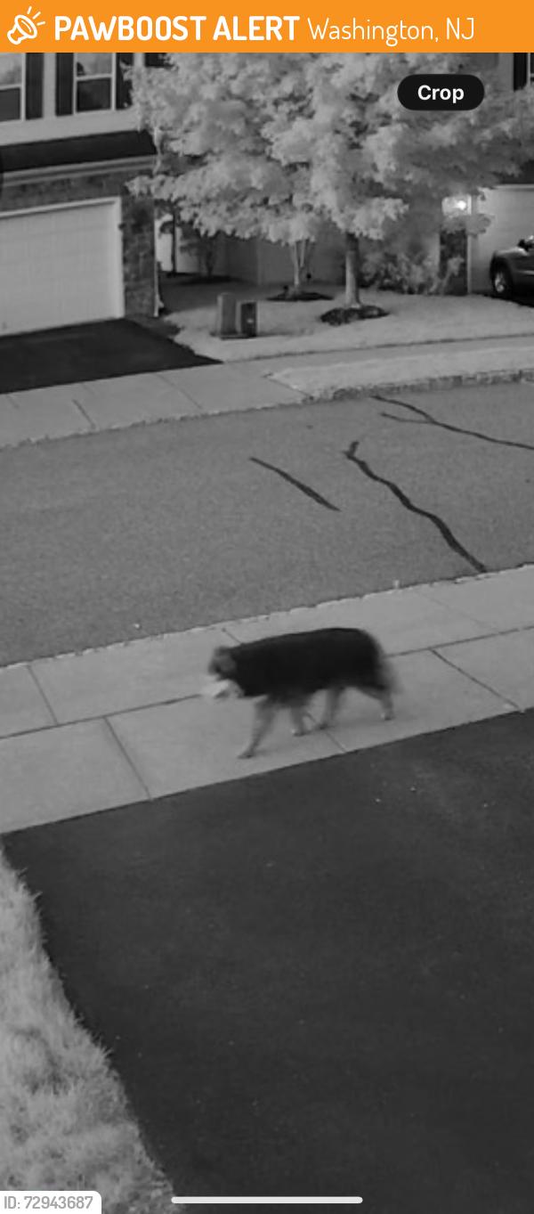 Found/Stray Unknown Dog last seen Washington Square Circle, Washington, NJ 07882