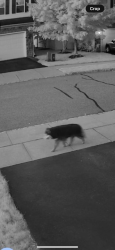 Found/Stray Unknown Dog last seen Washington Square Circle, Washington, NJ 07882
