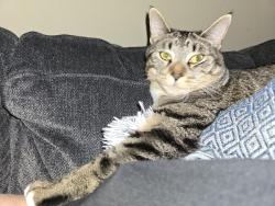 Reunited Male Cat last seen SE Mill Plain Blvd, Vancouver, WA 98683