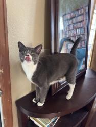 Reunited Female Cat last seen Eagle Crest High School, Centennial, CO 80015