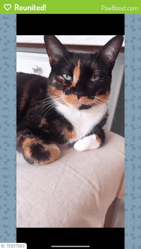 Reunited Female Cat last seen East Patchogue, NY, USA, East Patchogue, NY 11772