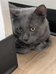Found/Stray Unknown Cat last seen Byron and Cicero, Chicago, IL 60641