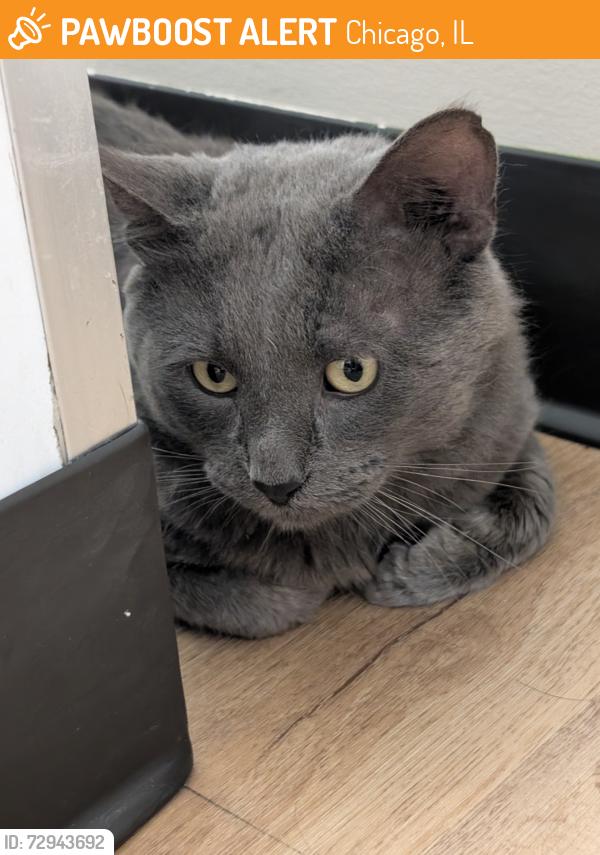 Found/Stray Unknown Cat last seen Byron and Cicero, Chicago, IL 60641
