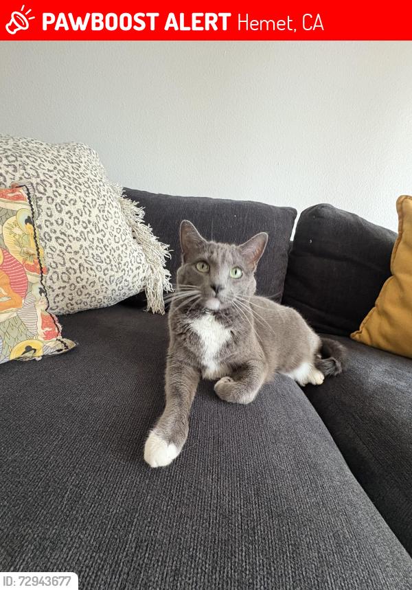 Lost Female Cat last seen Near w acacia ave. buildings facing lowe’s, closest to AMPM, Hemet, CA 92545