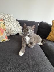 Lost Female Cat last seen Near w acacia ave. buildings facing lowe’s, closest to AMPM, Hemet, CA 92545