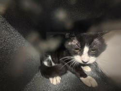 Shelter Stray Male Cat last seen Near Crotona Parkway, BRONX, NY, 10460, New York, NY 10029