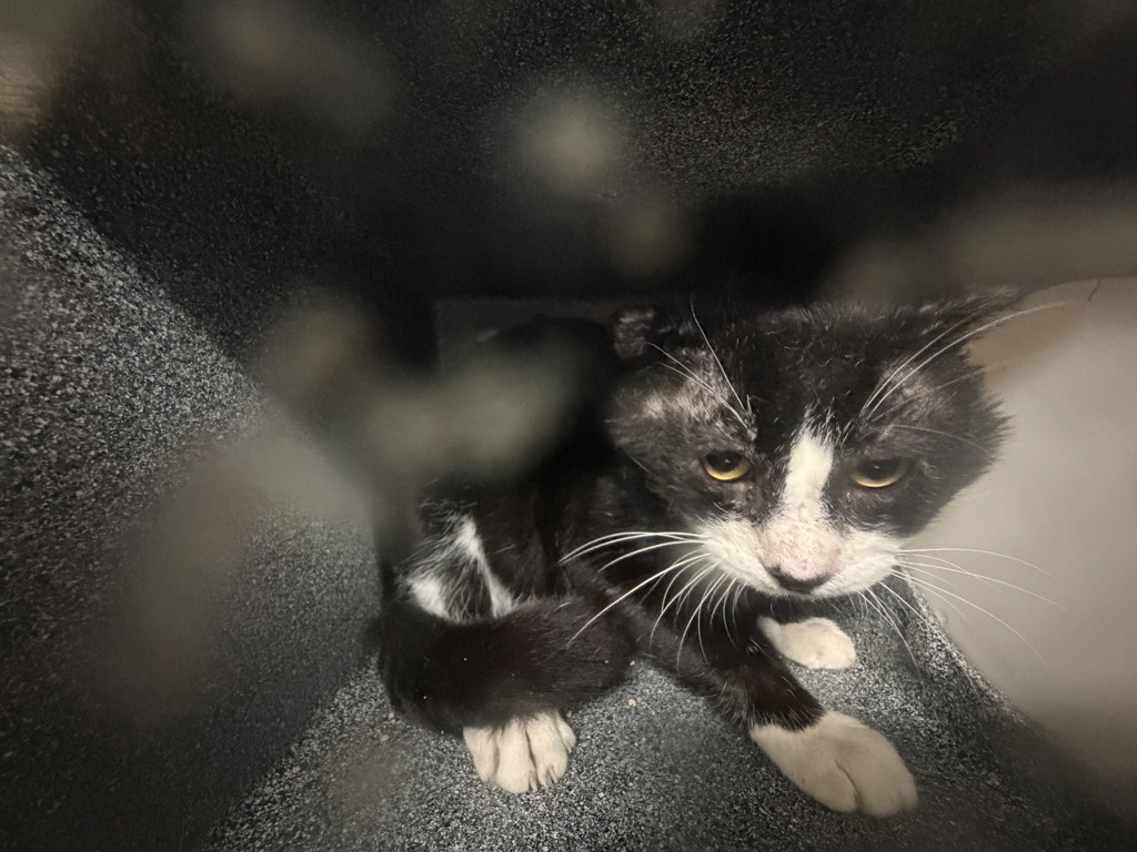 Shelter Stray Male Cat last seen Near Crotona Parkway, BRONX, NY, 10460, New York, NY 10029
