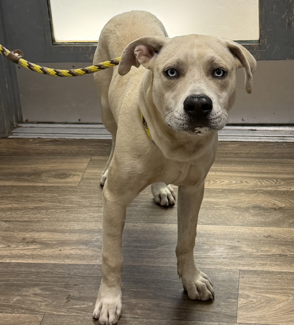Shelter Stray Male Dog last seen Near Bayview Heights Drive, San Diego, CA, 92105, 5500 Gaines St, San Diego, CA 92110, USA