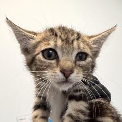 Shelter Stray Female Cat last seen Barnett Road, San Diego, CA, 92110, San Diego, CA 92110