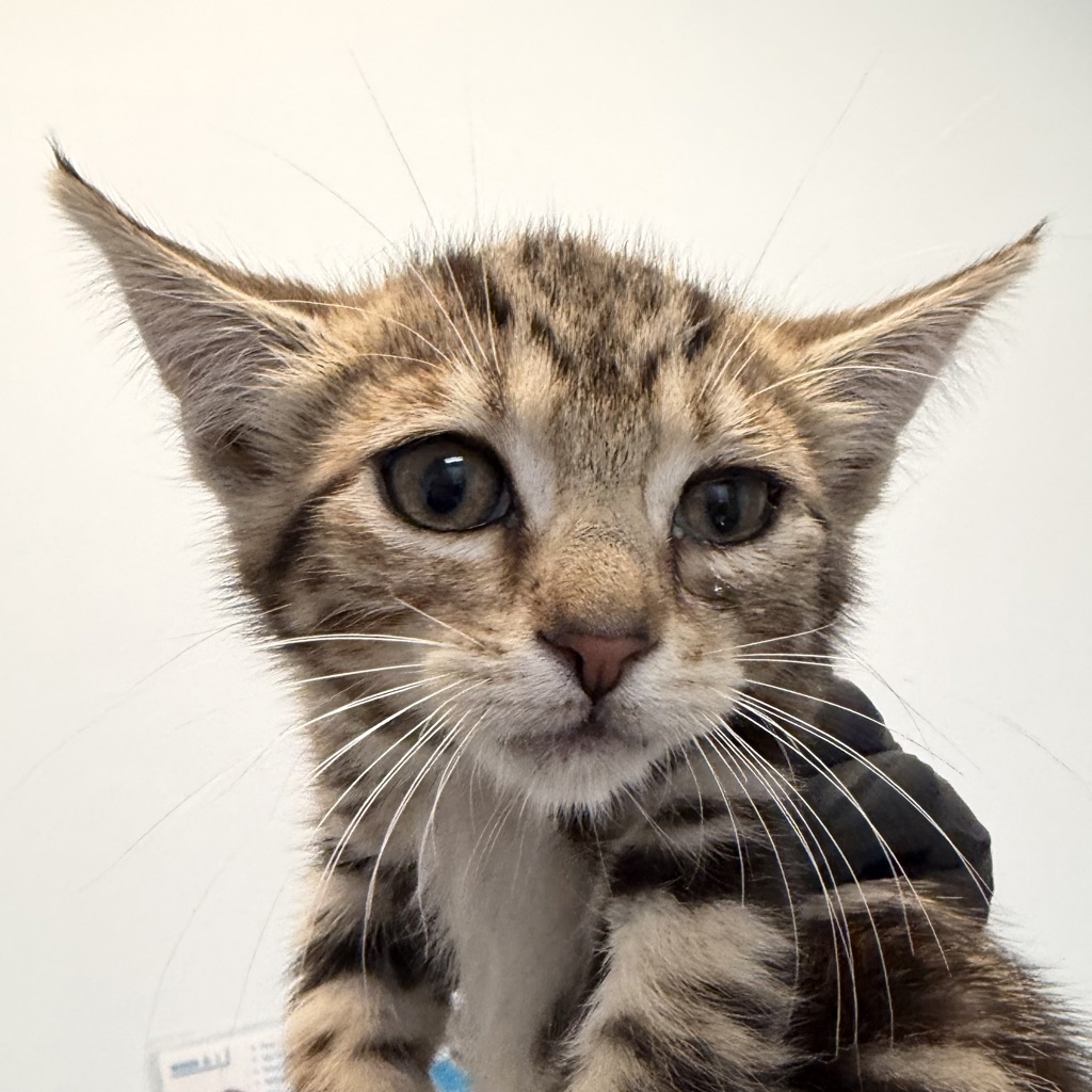 Shelter Stray Female Cat last seen Barnett Road, San Diego, CA, 92110, San Diego, CA 92110