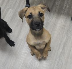 Shelter Stray Female Dog last seen Near Camino Corto, Vista, CA, 92083, Oceanside, CA 92058