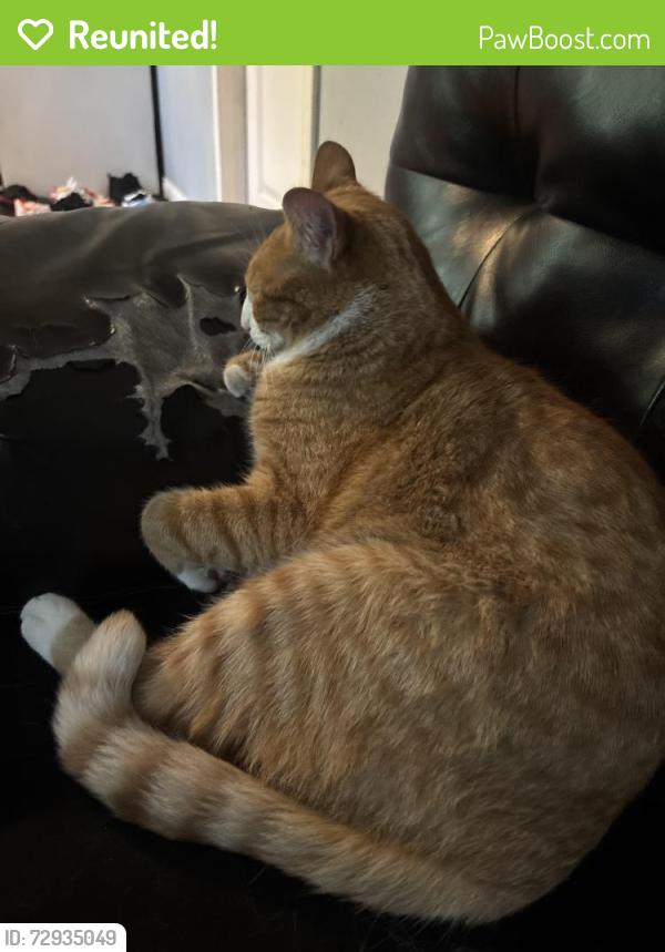 Reunited Male Cat last seen 18th and loomis, Chicago, IL 60608