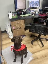 Reunited Female Dog last seen Houston, Piney Point, TX 77024
