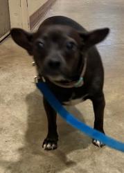 Shelter Stray Female Dog last seen Near W William Cannon Drive, AUSTIN, TX, 78745, Austin, TX 78702