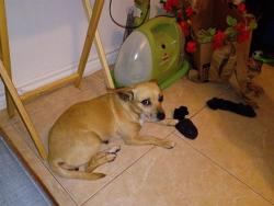 Shelter Stray Female Dog last seen MIDCROWN & CASTLE STREAM, San Antonio, TX 78227