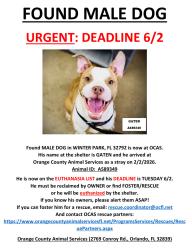 Found/Stray Male Dog last seen WINTER PARK, FL 32792, Aloma, FL 32792