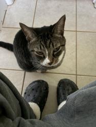 Lost Female Cat last seen Harrisburg Albemarle , Charlotte, NC 28227