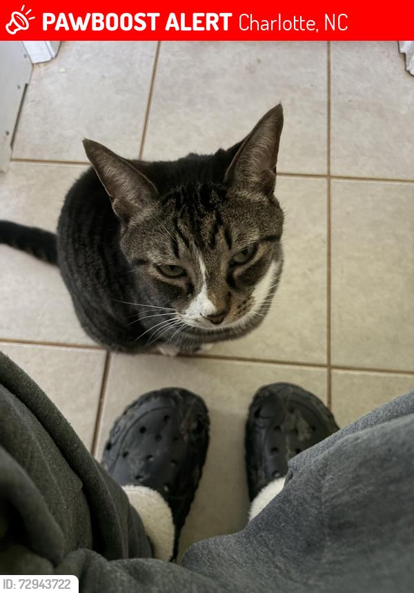 Lost Female Cat last seen Harrisburg Albemarle, Charlotte, NC 28227