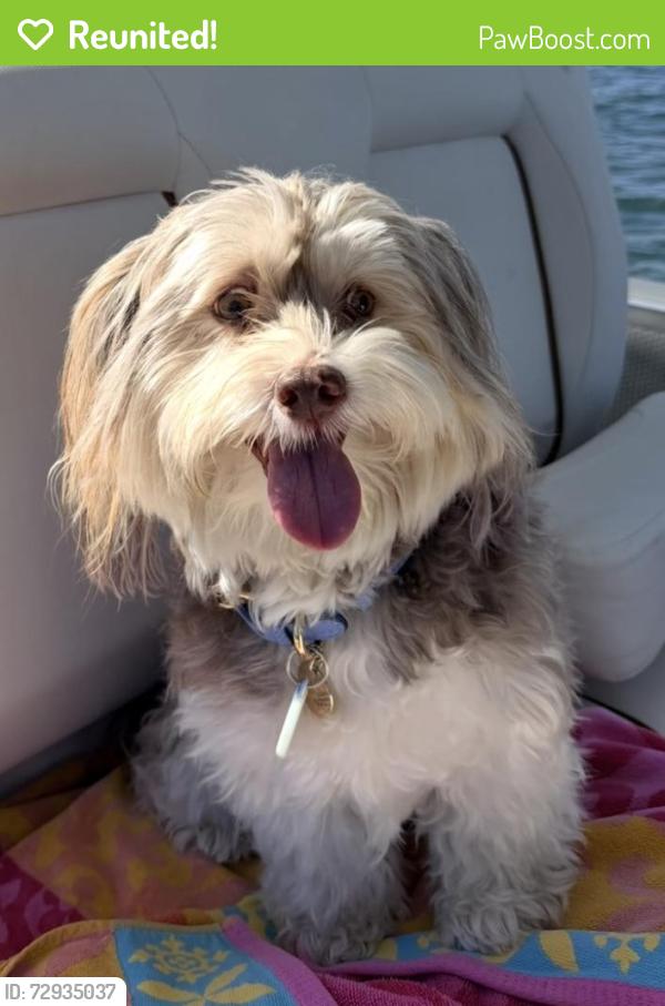 Reunited Male Dog last seen Las Calinas Blvd, St. Augustine, FL 32095