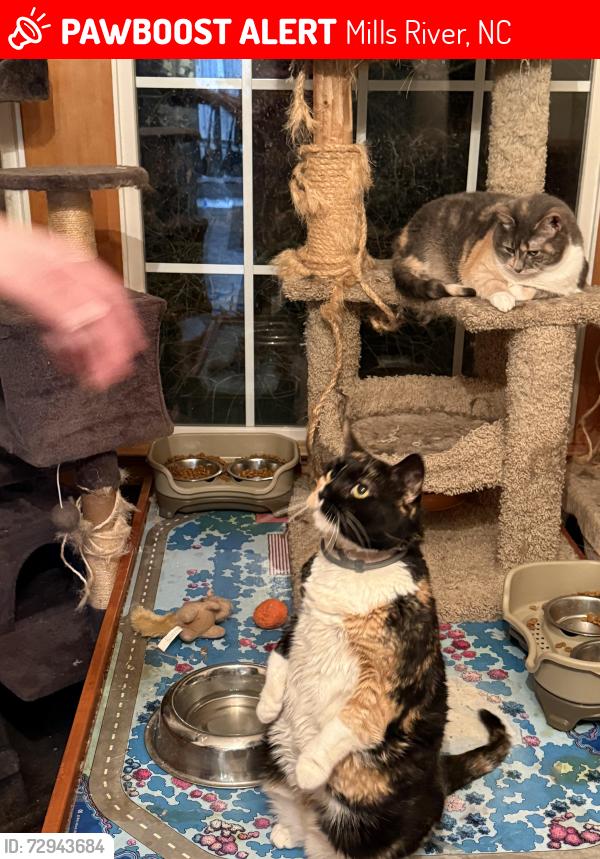 Lost Female Cat last seen Big Oak Dr, Mills River, NC , Mills River, NC 28759