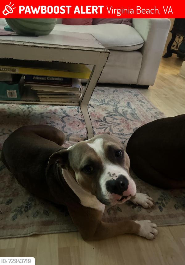 Lost Female Dog last seen Laskin road, The Canopy apmts, Lin Lier, Chanticlier, Hilltop Shopping Center, Virginia Beach, VA 23451