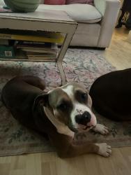 Lost Female Dog last seen Laskin road, The Canopy apmts, Lin Lier, Chanticlier, Hilltop Shopping Center, Virginia Beach, VA 23451