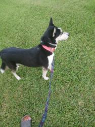 Reunited Female Dog last seen Rainey trucks , Ocala, FL 34482
