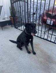 Reunited Female Dog last seen South Gate, South Gate, CA 90280