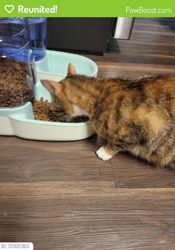 Reunited Female Cat last seen 132nd and 240th, Kent, WA 98042