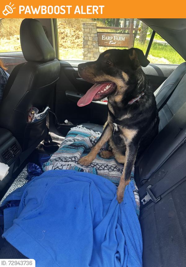 Found/Stray Male Dog last seen Thanksgiving and Thresher Dr, New Housing Development , Johnston County, NC 27527