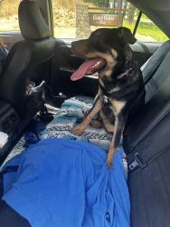 Found/Stray Male Dog last seen Thanksgiving and Thresher Dr, New Housing Development , Johnston County, NC 27527