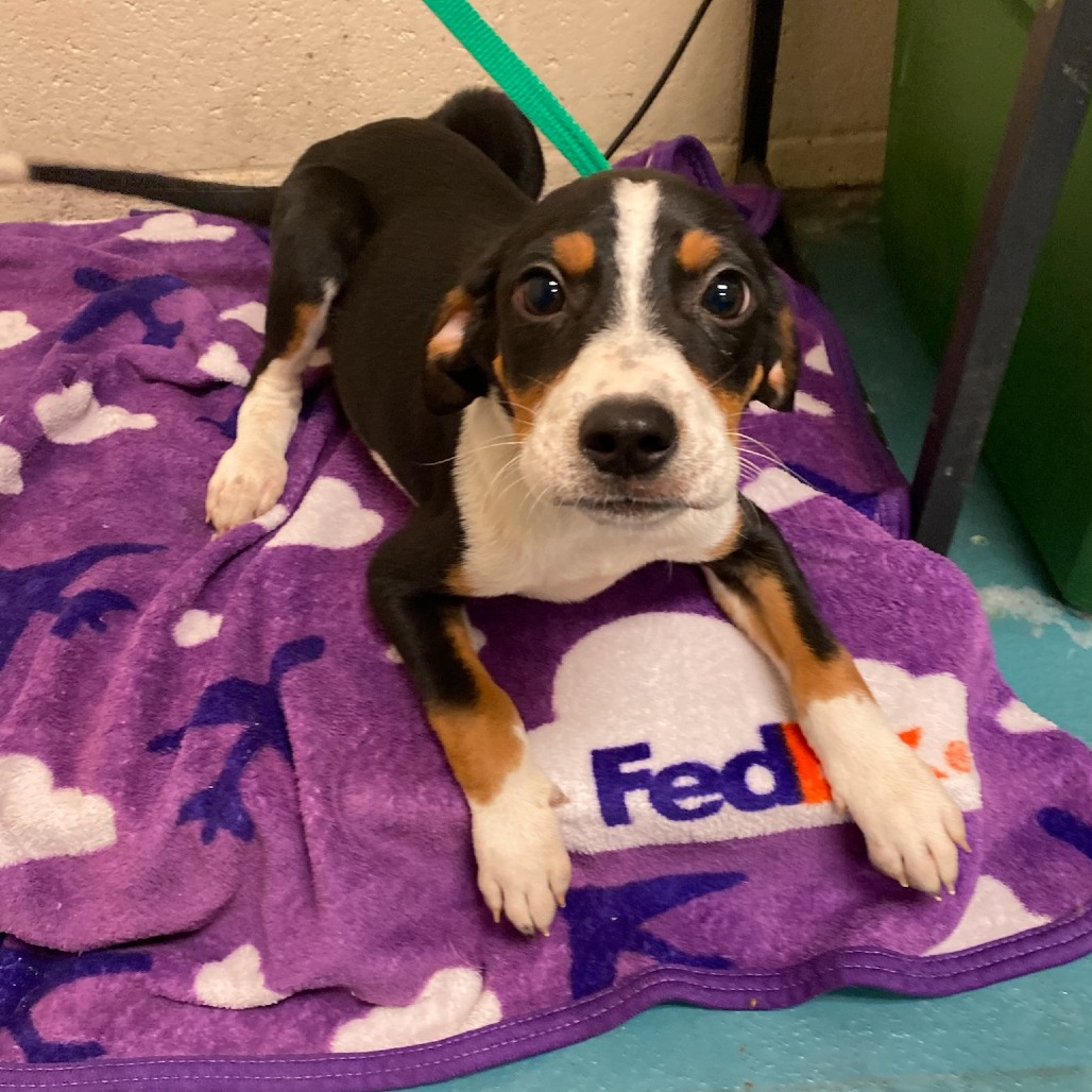 Shelter Stray Male Dog last seen , Memphis, TN 38133