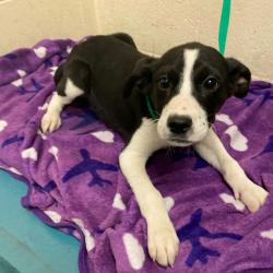 Shelter Stray Female Dog last seen , Memphis, TN 38133