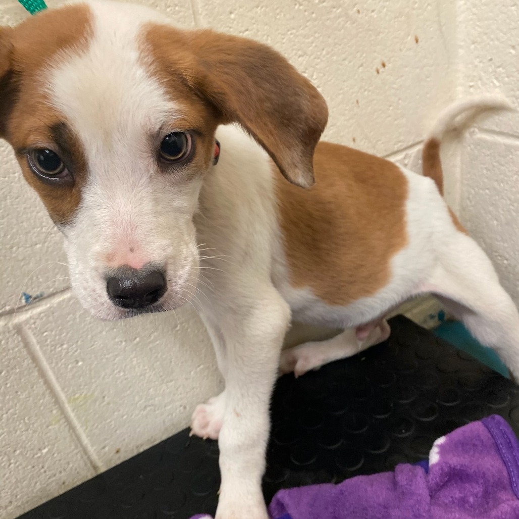 Shelter Stray Male Dog last seen , Memphis, TN 38133
