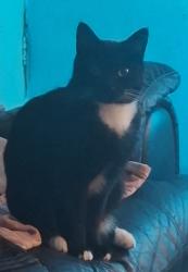 Reunited Male Cat last seen Wileman street fenton , Fenton, England ST4